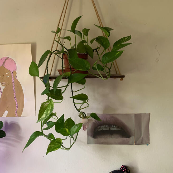 Golden Pothos - $10