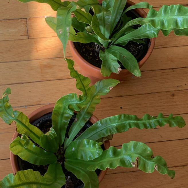 Crispy wave fern - $5