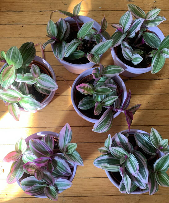 Trandescantia Nanouk - $5