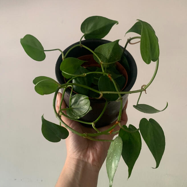 Heartleaf Philodendron - $5